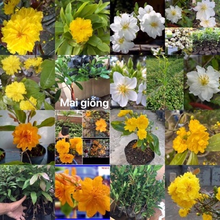 Cây Hoa Mai ( cây giống )