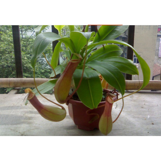 Hạt Giống Hoa Nắp Ấm Lùn 20 Hạt