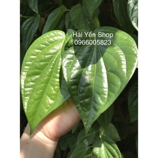 100g Lá Trầu Tươi đặt hàng mới hái