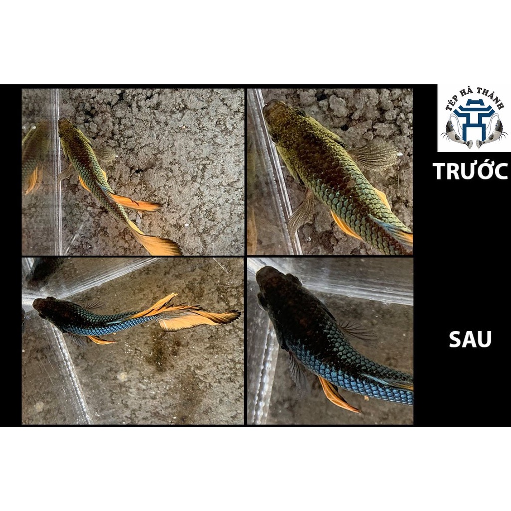 ParaKill &amp; Anti Stress Dưỡng Cá và Phòng Các Loại Nấm Cho Cá Cảnh