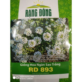 Hạt giống Hoa Ngàn sao trắng ❤️FREESHIP XTRA❤️