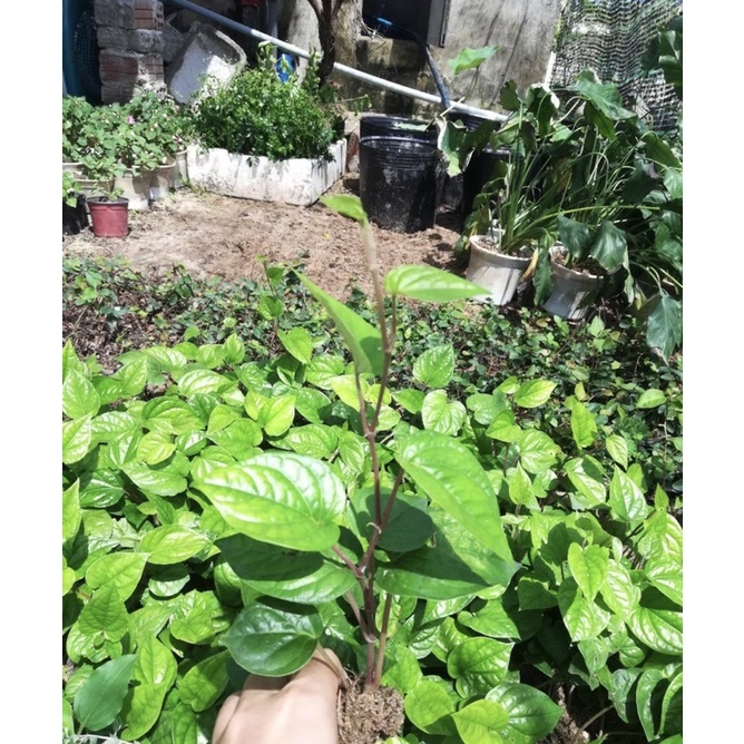 Cây trầu không-Mua 5 tặng 1