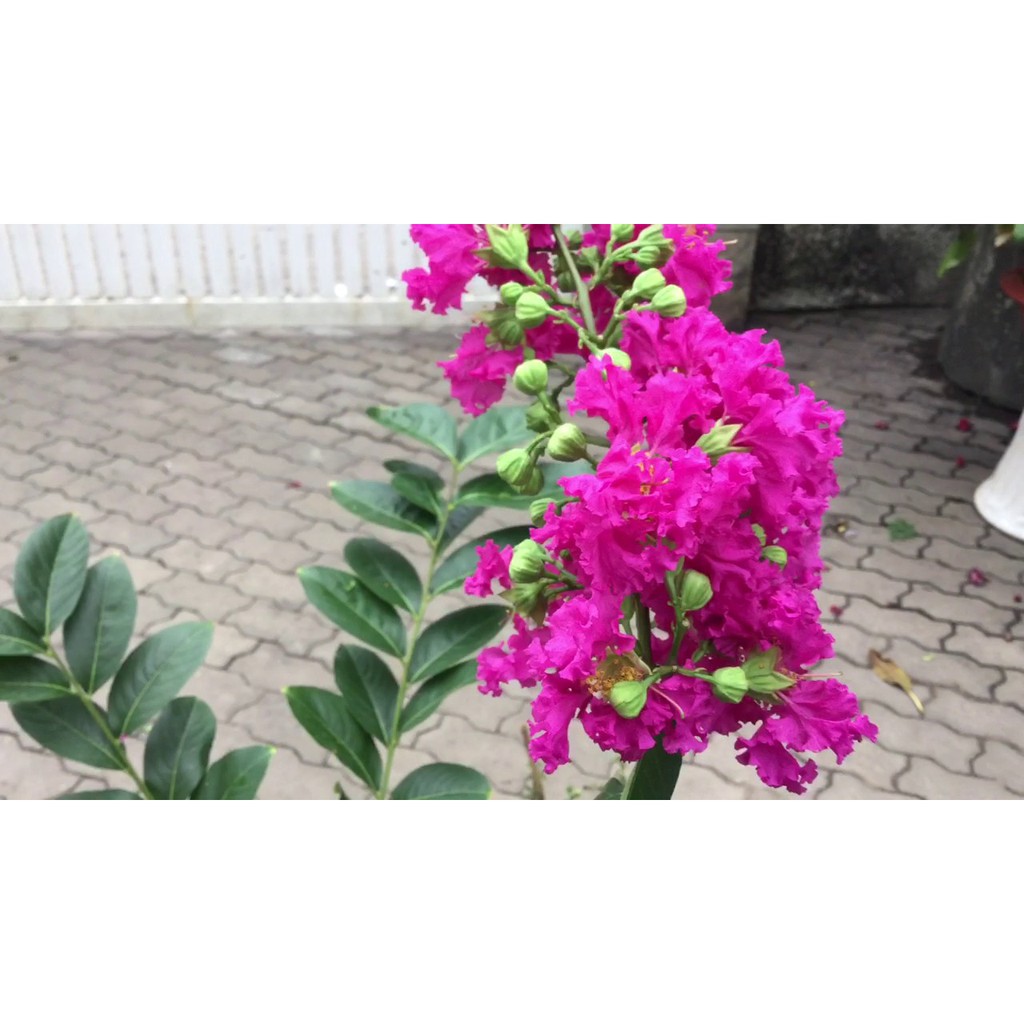 Hạt Giống Hoa Bằng Lăng Tím (25-35 Hạt) - MUA 3 TẶNG 1 CÙNG LOẠI