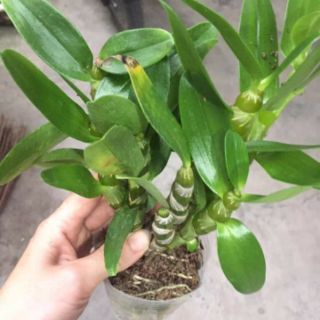 Dendro xuân hoa tết