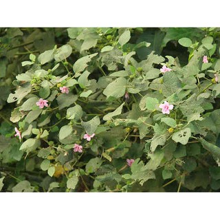 Cây ké hoa đào phơi khô 500g