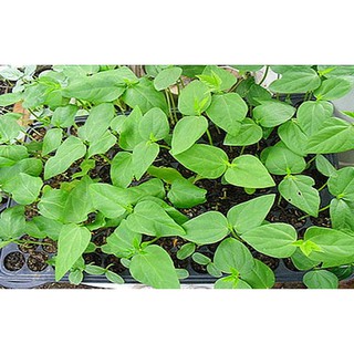 20GR - HẠT GIỐNG ĐẬU ĐŨA LEO XANH