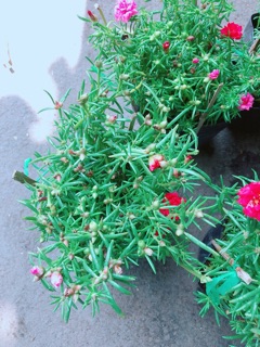 Hoa mười giờ mỹ
