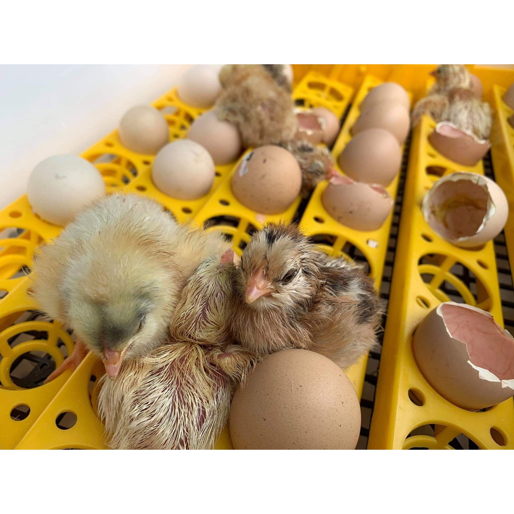 - Máy ấp trứng Ánh Dương A100 - Ấp tự động 54 trứng - Tặng kém thuốc úm gà+ bình châm nước