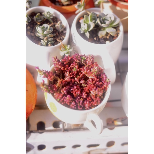 Sen đá sedum nếp cẩm