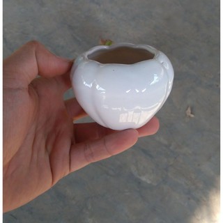 Chậu trồng cây cảnh mini: mẫu sứ tròn nhỏ