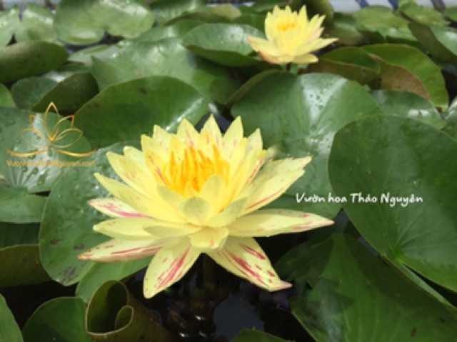 Hoa súng Vip Paranee màu vàng sọc