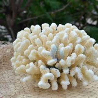 Chùm Bông San Hô Trang Trí Hồ Cá