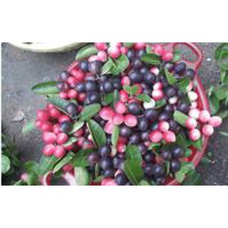 Siro Siêu Trái - Siro siêu quả 30-50cm