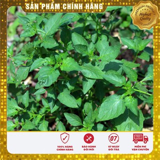 Hạt giống rau tầm bóp 0.5gr