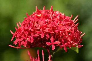 cây mẫu đơn mỹ hoa đỏ hoa hồng