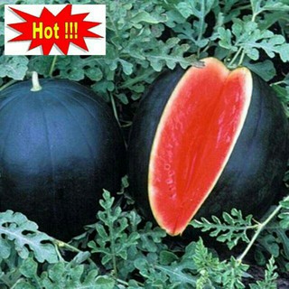 10 hạt giống dưa hấu đen ruôt đỏ nhật