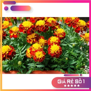 - hạt giống vạn thọ pháp đỏ siêu nhụy vàng - 20 hạt - hgnk