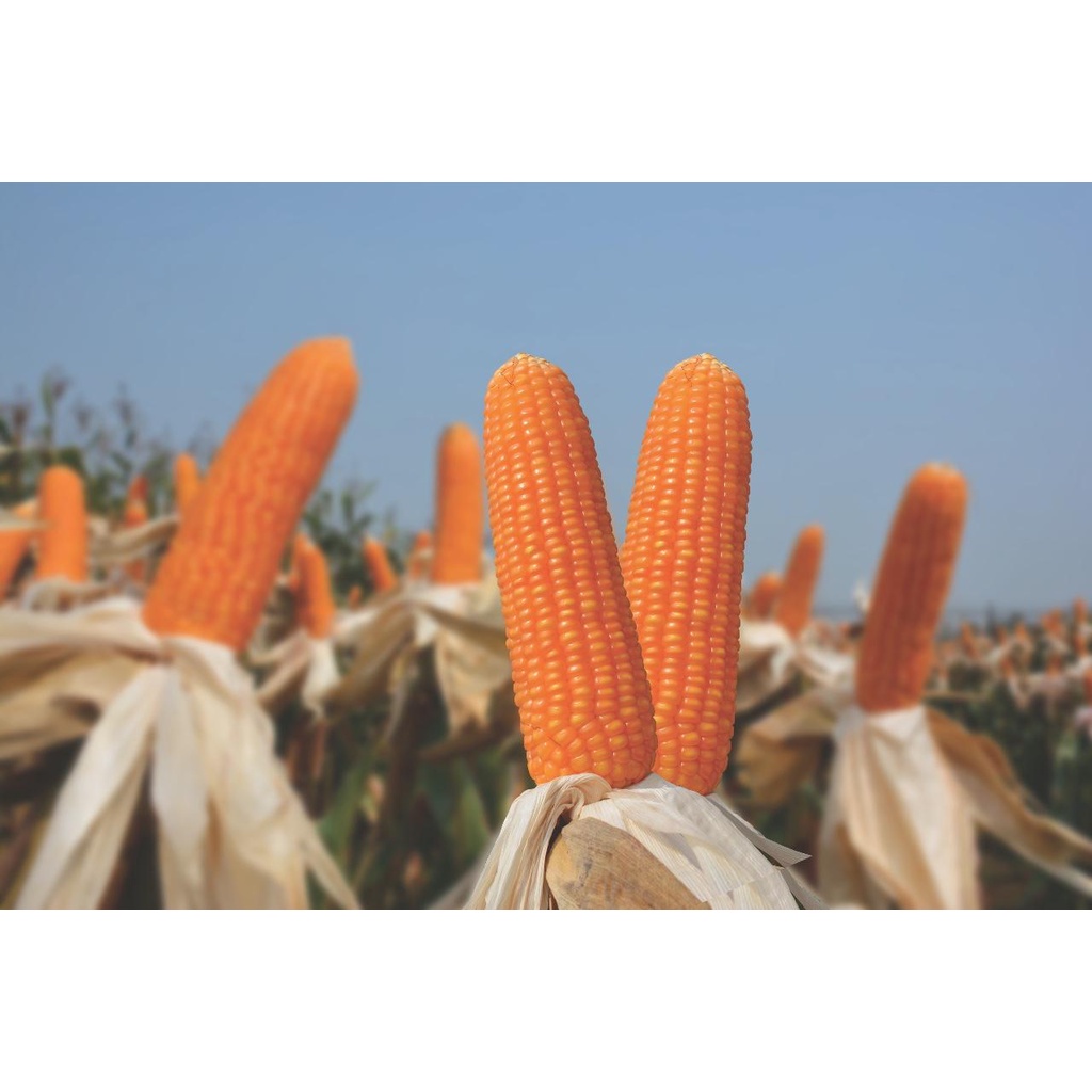 HẠT GIỐNG NGÔ SINH KHỐI BIẾN ĐỔI GEN NK4300 Bt/GT GÓI 100G (Túi Zip) PHÁT TRIỂN MẠNH