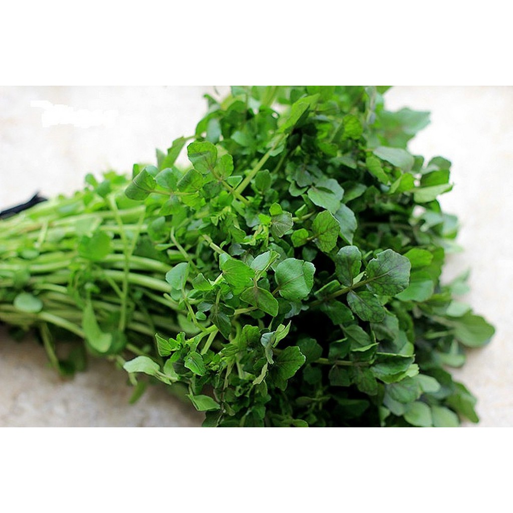 Hạt giống Xà lách Xoong Mỹ, Cải Xoong