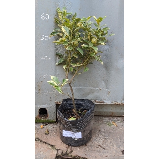 Tắc Cẩm Thạch cây đang trái
