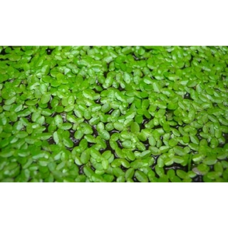 Bèo tấm 100g