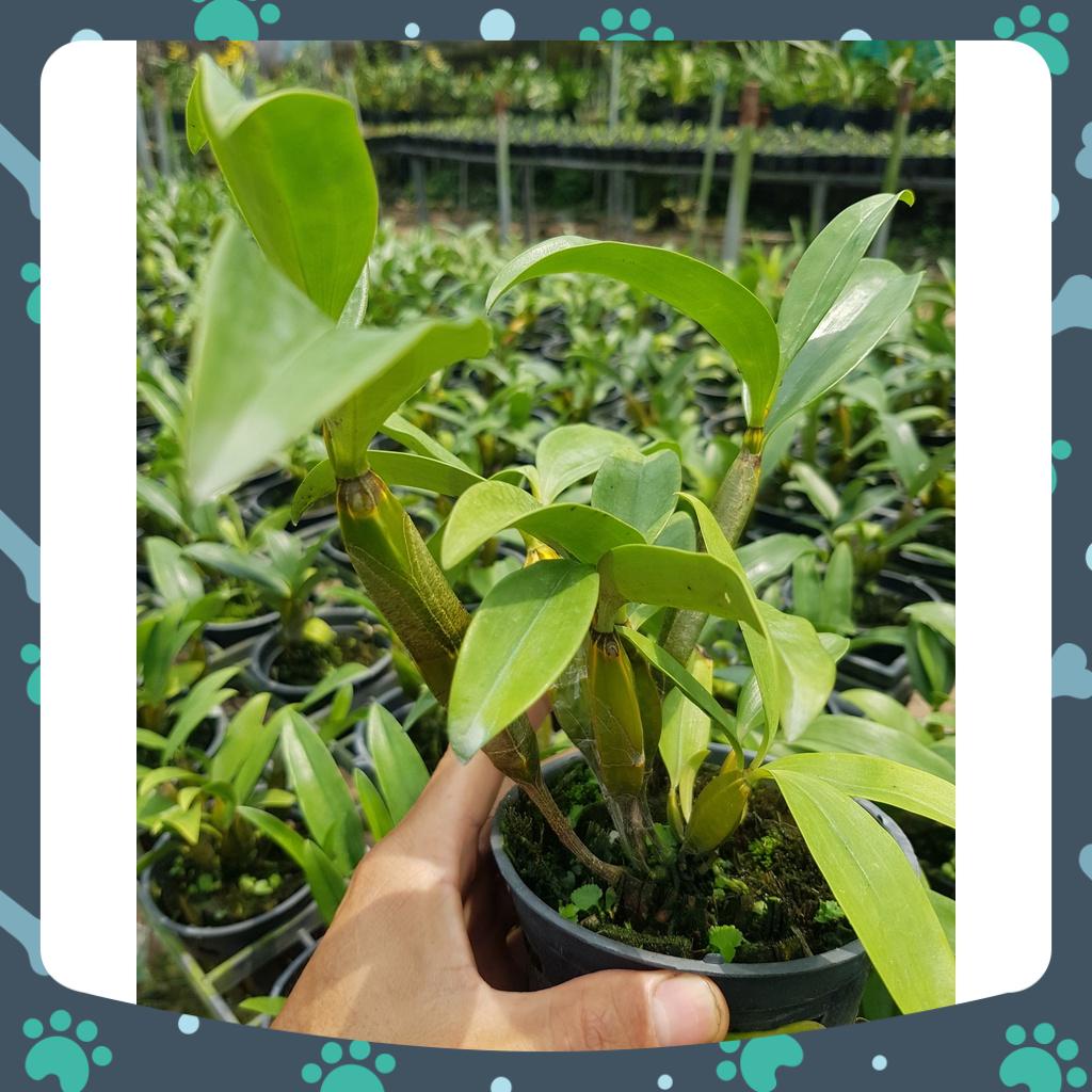 [Giá hủy diệt] kiều trắng lai kiều tím chậu trưởng thành