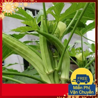 Hạt Giống Đậu Bắp Cao Sản