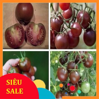 hạt giống cà chua sô cô la HG72  TẾT KHUYẾN MẠI