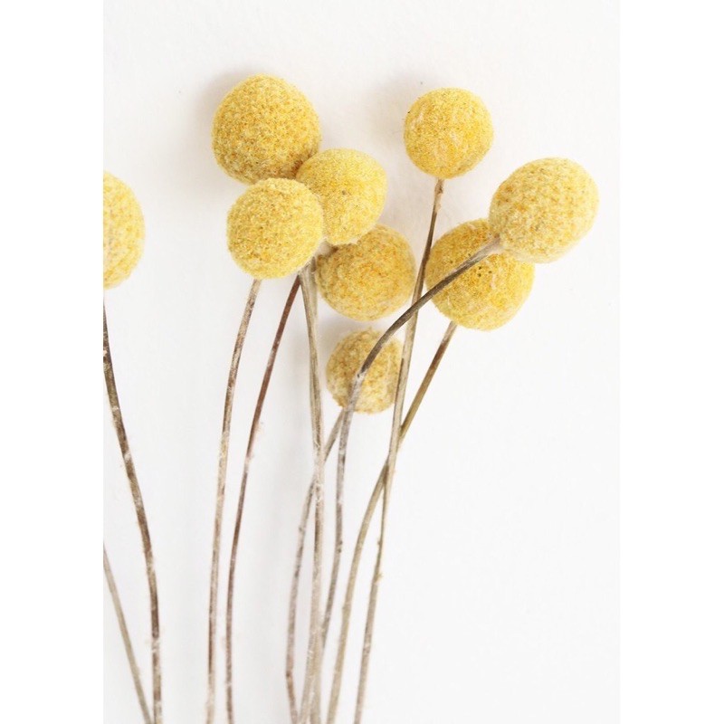 Cúc nút áo vàng Billy Ball - hoa khô decor phòng