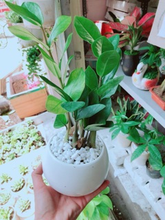 Chậu kim tiền thái