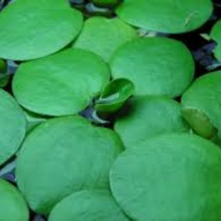 Bèo Nhật Thủy Sinh