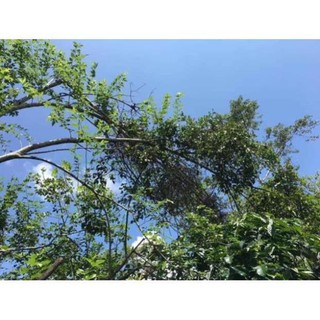 0,5kg 🌿tầm gửi dâu khô sạch