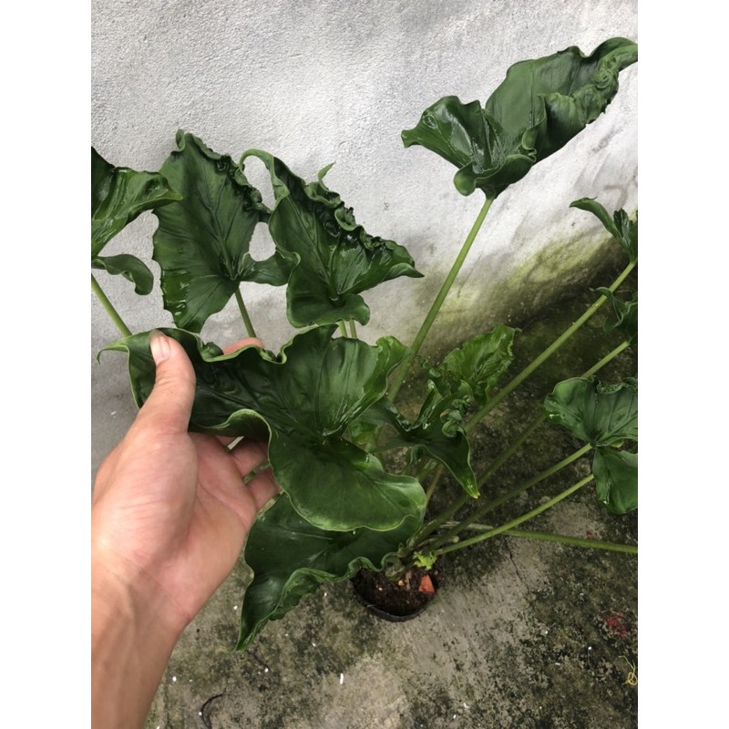 5 củ môn lá nhăn kiểng lá