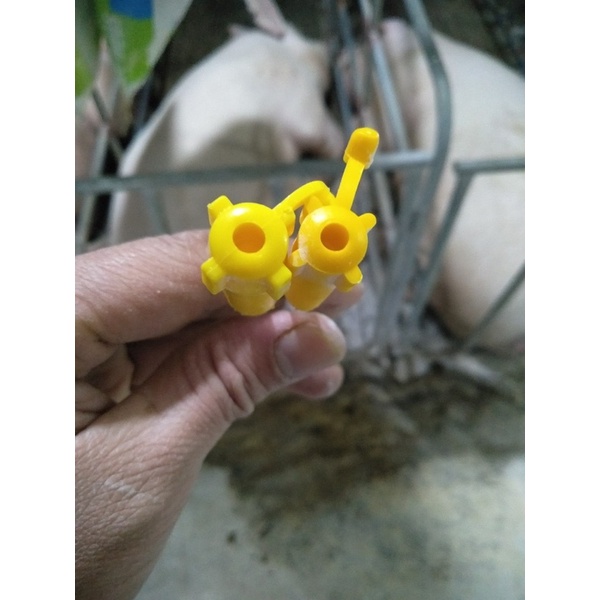 Que Phối Tinh Heo que phối 1 lần an toàn cho heo