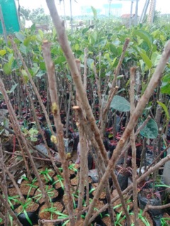 Cherry anh đào mĩ nhập khẩu