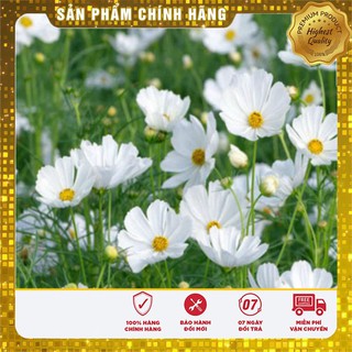Hạt giống hoa sao nhái bạch tuyết LUCKY SEEDS