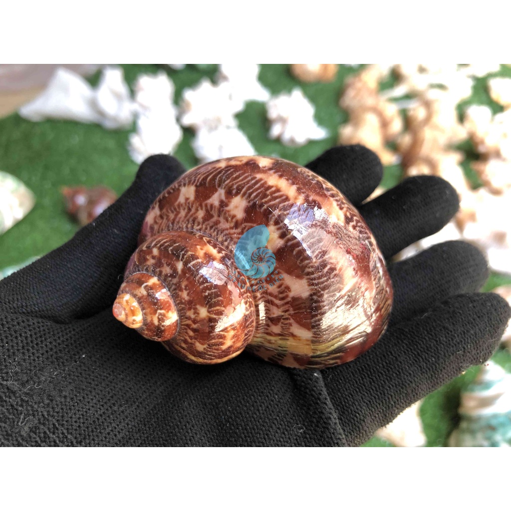 Vỏ Ốc làm chậu trồng cây mini phong cách Vỏ Ốc Xà cừ c.ẩ.m t.h.ạ.c.h tự nhiên - trồng cây xương rồng, sen đá cảnh