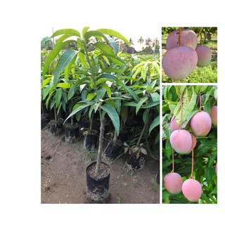 cây giống xoài úc