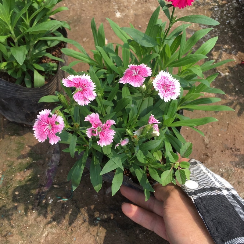 Cây Hoa Cẩm Chướng Mix Màu,Dễ Sống,Bền Hoa