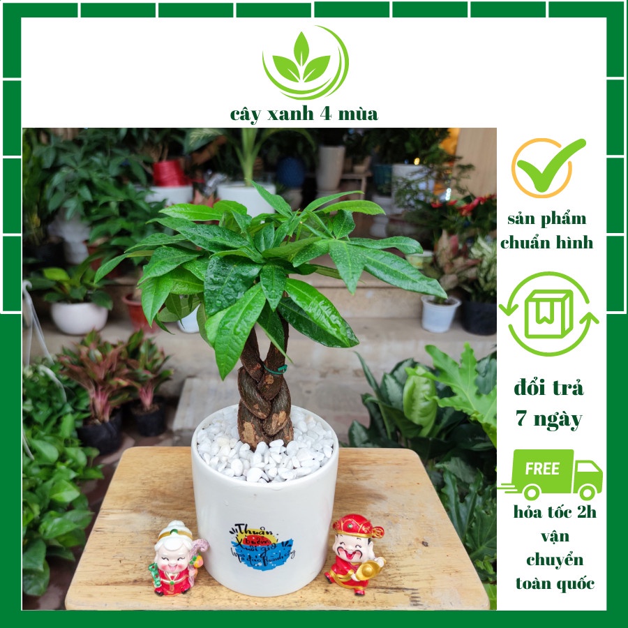 Kim ngân xoắn để bàn kèm chậu sứ trắng ,cây hút lộc phát tài phong thủy để bàn cao 30-35cm( XOẮN TO ĐỂ BÀN )