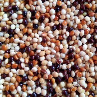 Cỏ Thái Nhập ( Ngũ Sắc)