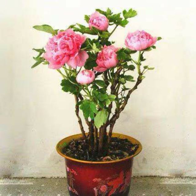 Bách hóa thành ngọc