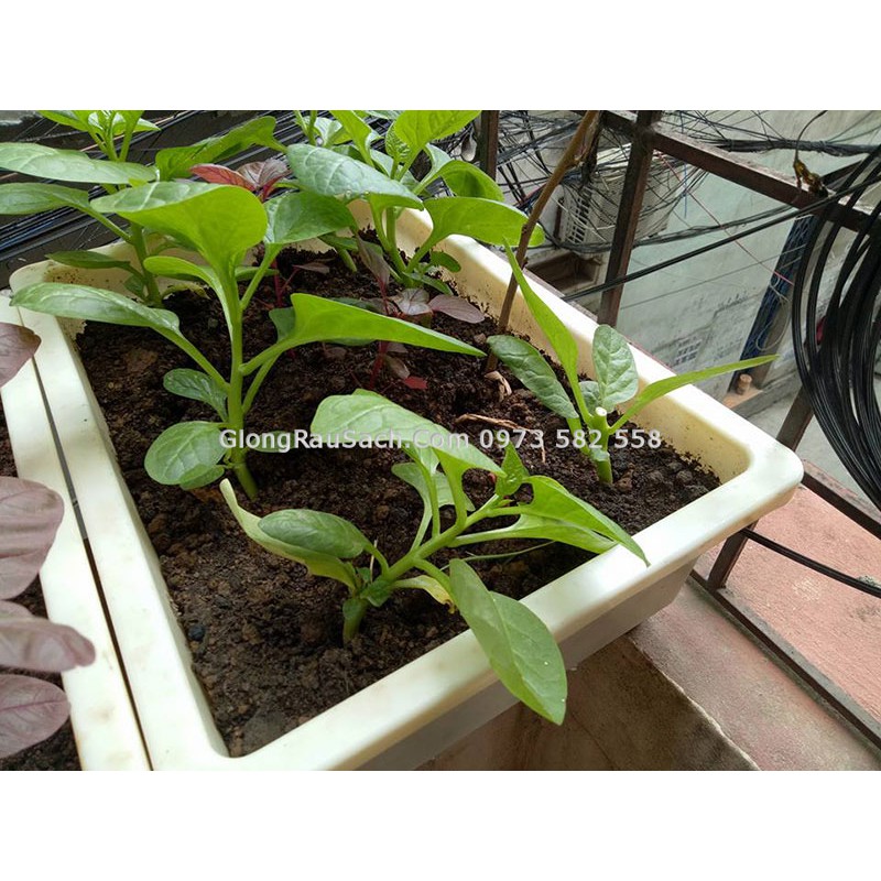 Chậu trồng rau cây thông minh giá rẻ dài 48 rộng 34 cao 17cm