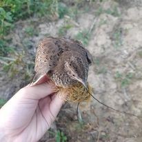 Cung bẫy chim cút