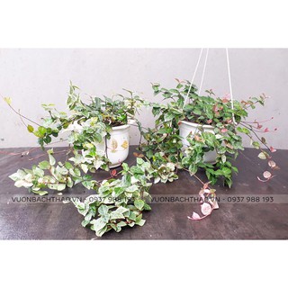 Cây thằn lăn cẩm thạch (thằn lằn bông) chậu treo