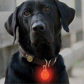 Đèn led đi đêm danh cho chó & mèo