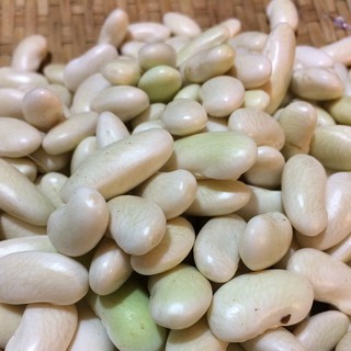 1kg đậu trắng hạt to