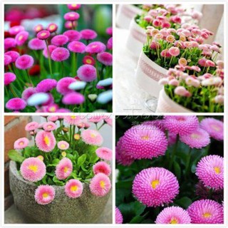 Hạt giống hoa Cúc Anh - CÚC BELLIS mix nhiều màu