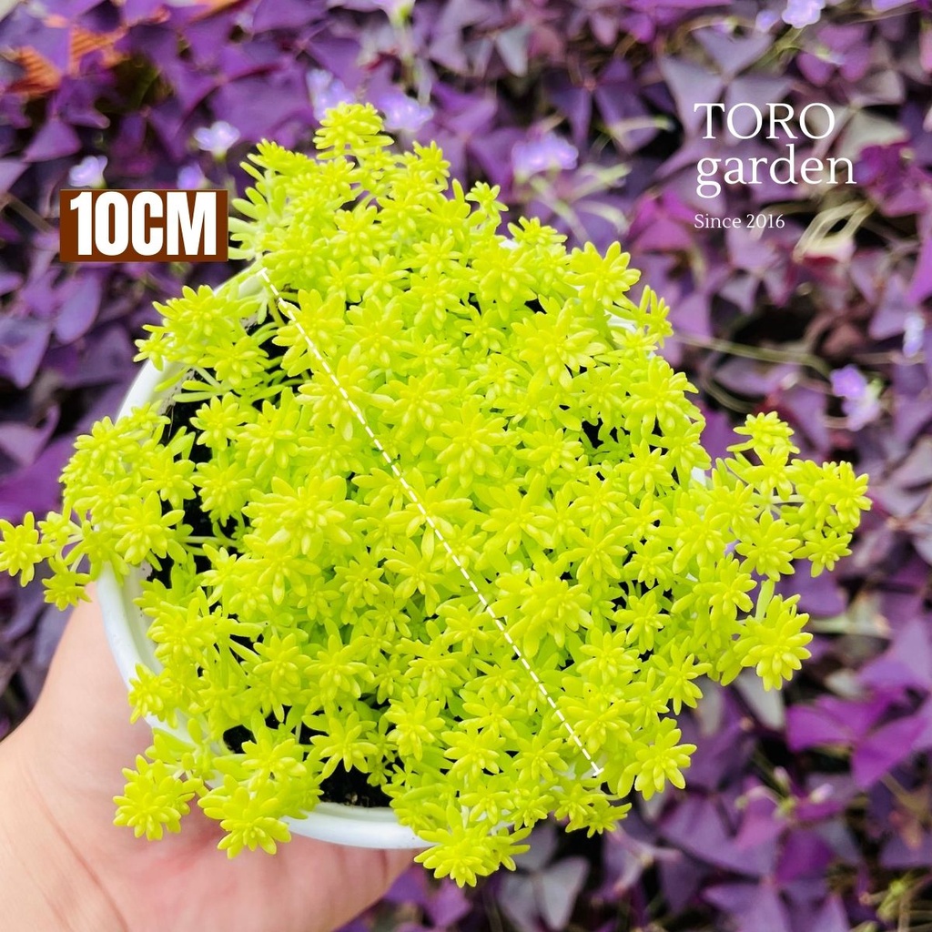 SEN ĐÁ SEDUM VÀNG ĐÀ LẠT SIZE TRUNG BÌNH, SIÊU KHOẺ ĐẸP, THUẦN MỌI KHÍ HẬU, HƯ 1 ĐỔI 1