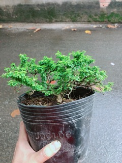 Linh sam Hạt Gạo